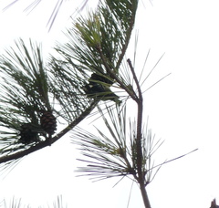 Periparus venustulus