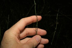 Schoenus brevifolius