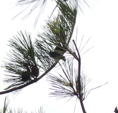 Periparus venustulus