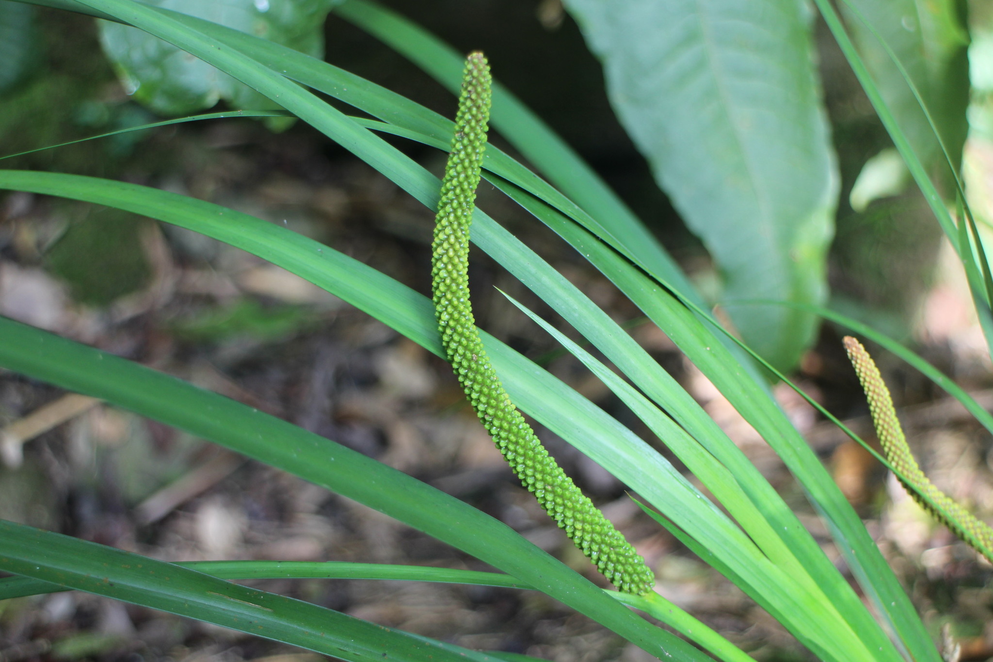 Acorus gramineus Aiton