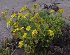 Senecio bahioides