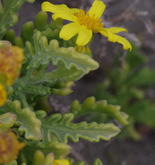 Senecio bahioides