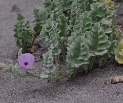 Cristaria glaucophylla