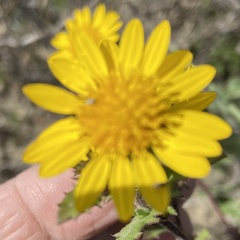 Rayjacksonia phyllocephala