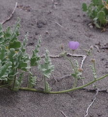 Cristaria glaucophylla