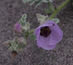 Cristaria glaucophylla