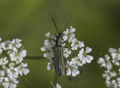 Oedemera virescens
