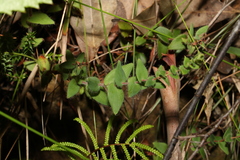 Leucopogon amplexicaulis