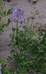 Solanum pinnatum