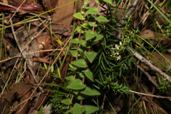 Leucopogon amplexicaulis