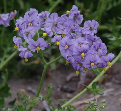 Solanum pinnatum