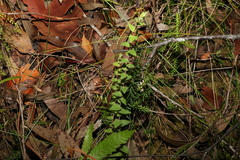 Leucopogon amplexicaulis