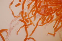 Laetisaria fuciformis