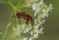 Pyrochroa serraticornis