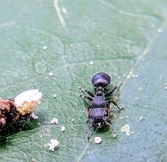 Cataulacus granulatus