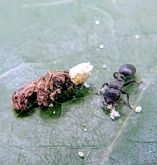 Cataulacus granulatus