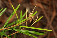 (c) Greg Tasney, some rights reserved (CC BY-SA) Hovea longifolia, photograph (c) Greg Tasney, some rights reserved (CC BY-SA)