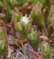 Mesembryanthemum nodiflorum