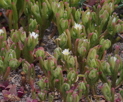 Mesembryanthemum nodiflorum