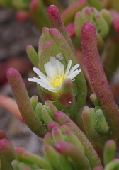 Mesembryanthemum nodiflorum