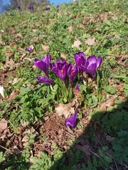 Crocus neapolitanus