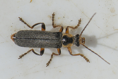 Cantharis nigricans
