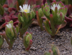 Mesembryanthemum nodiflorum