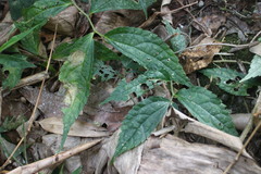 Elatostema cyrtandrifolium