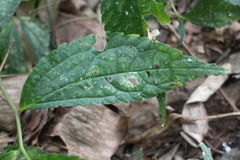 Elatostema cyrtandrifolium