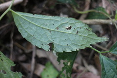 Elatostema cyrtandrifolium
