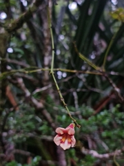Colea