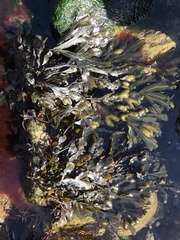Fucus vesiculosus