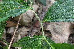 Elatostema cyrtandrifolium