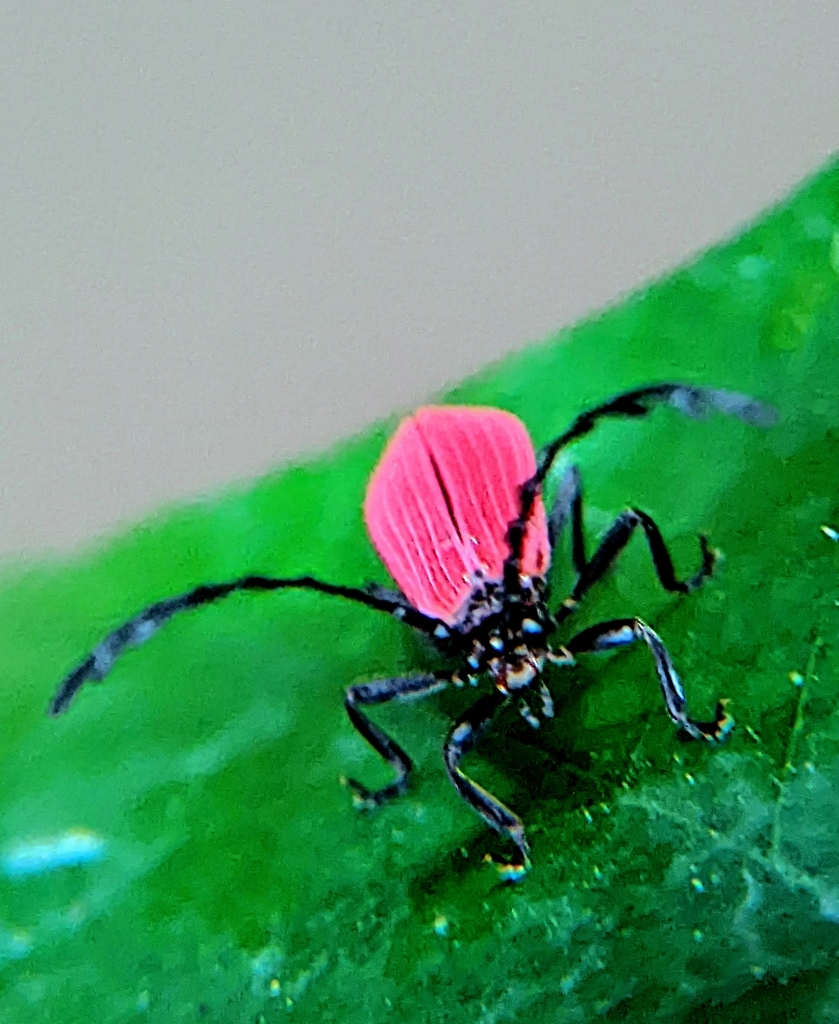 Conderis signicollis