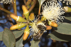 Apis mellifera