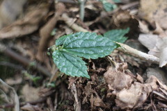 Elatostema cyrtandrifolium