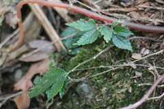 Elatostema cyrtandrifolium