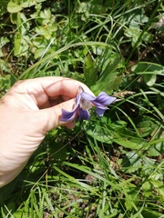 Clematis integrifolia