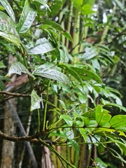 Colea