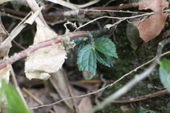 Elatostema cyrtandrifolium