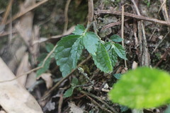 Elatostema cyrtandrifolium