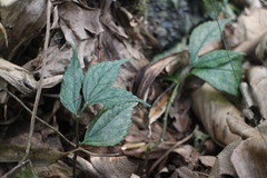 Elatostema cyrtandrifolium
