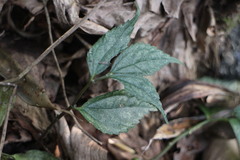 Elatostema cyrtandrifolium