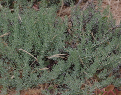 Frankenia salina