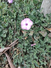 Convolvulus althaeoides