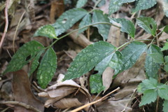 Elatostema cyrtandrifolium