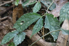Elatostema cyrtandrifolium