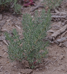 Frankenia salina