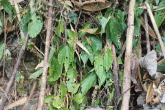 Elatostema cyrtandrifolium