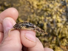 Pomatoschistus pictus